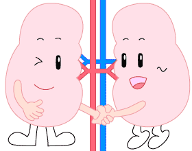 腎臓の働きについて